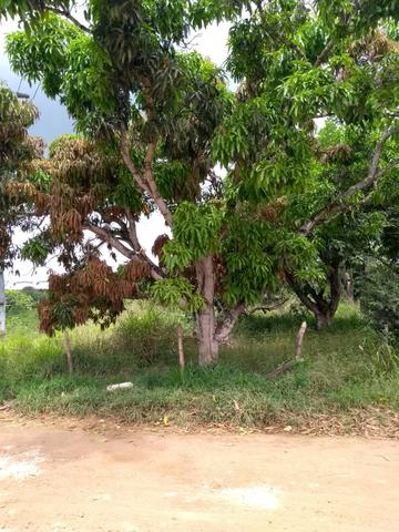Vendo granja - Foto 17