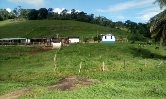 Ótima Fazenda Mista Gado e Cacau
