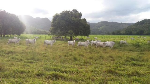 Fazenda com ótimo preço em Guarapari - Foto 3