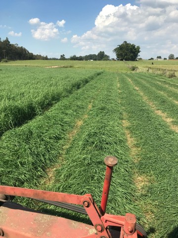 Vendo Feno de Tifton 85 - Feno Classe A - Foto 4