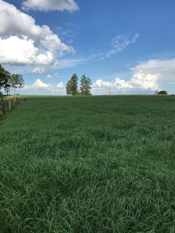 Vendo Feno de Tifton 85 - Feno Classe A - Foto 5