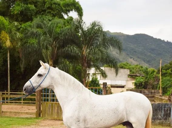 Garanhão genética Gironda - Foto 3