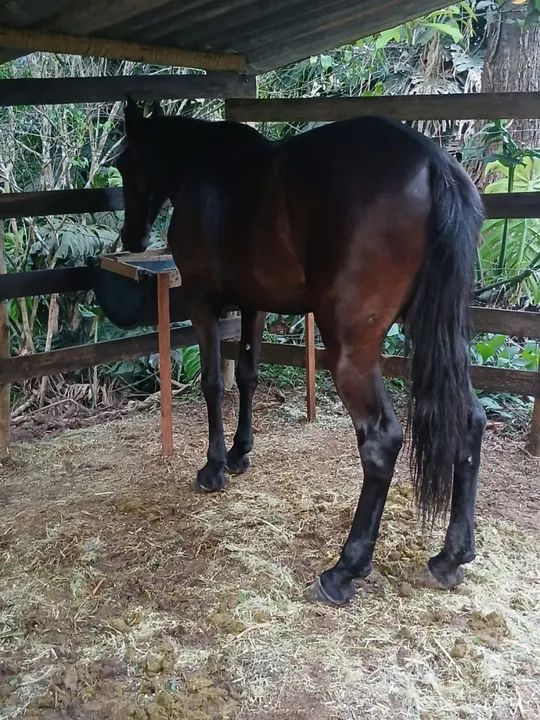 Cavalo Marcha batida  - Foto 5