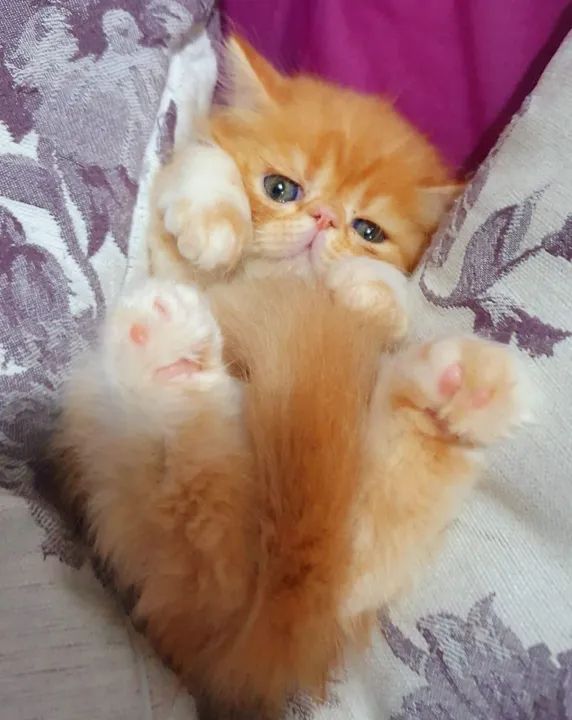 Filhote de gato persa-Guardiões do Vale - Foto 3