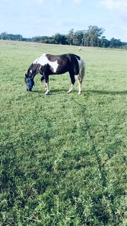 Garanhão crioulo tobiano preto 