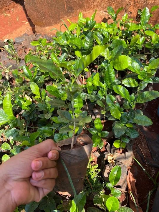 Cerca viva Limalzinho 20 a 25 cm  - Foto 2