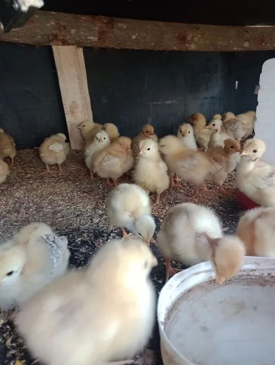 Pintinhos linhagem pesadão ( várias raças ) - Foto 3