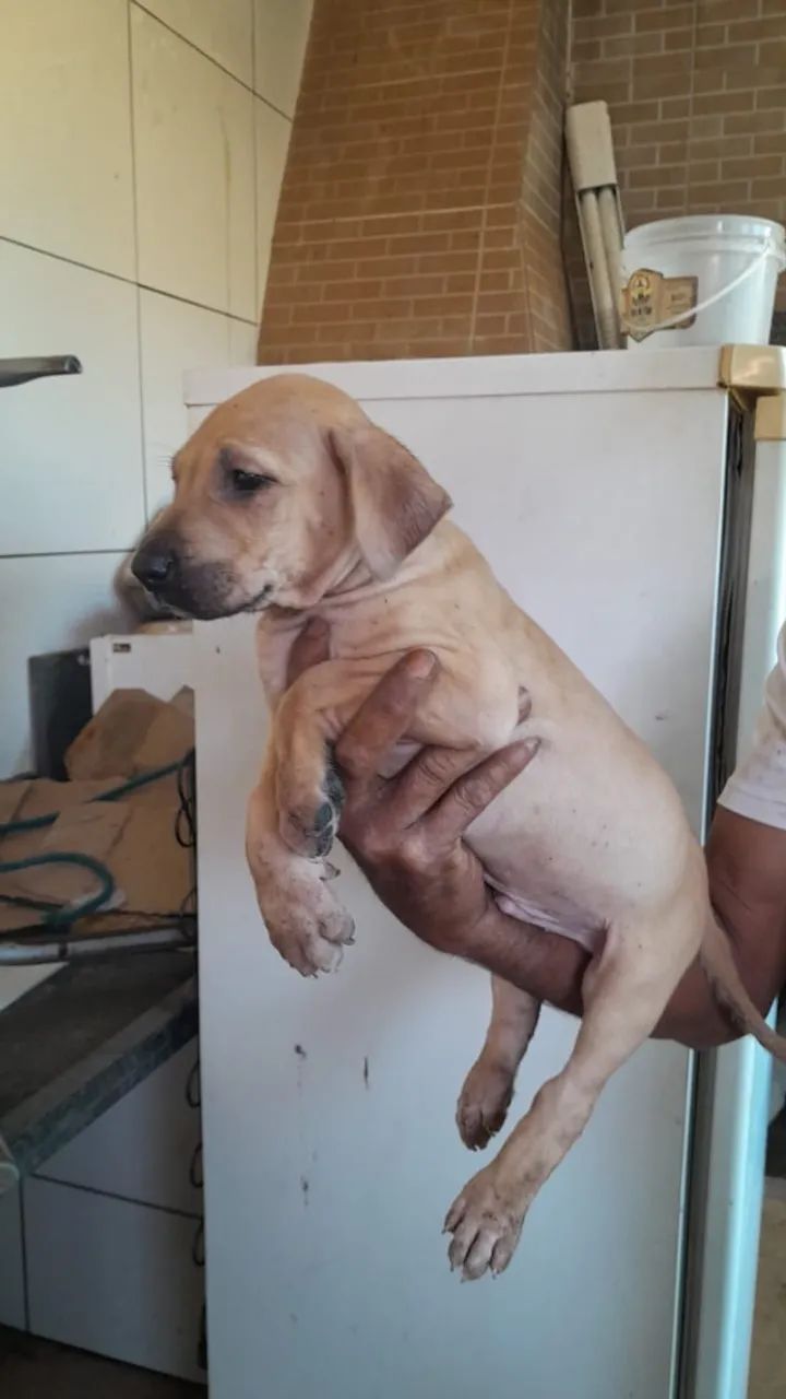   Filhotes de Fila Brasileiro, animais de estimação - Foto 2