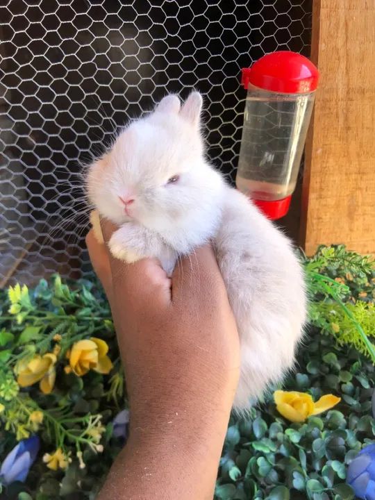 O menor coelho do mundo da raça netherland dwarf - macho  - Foto 2