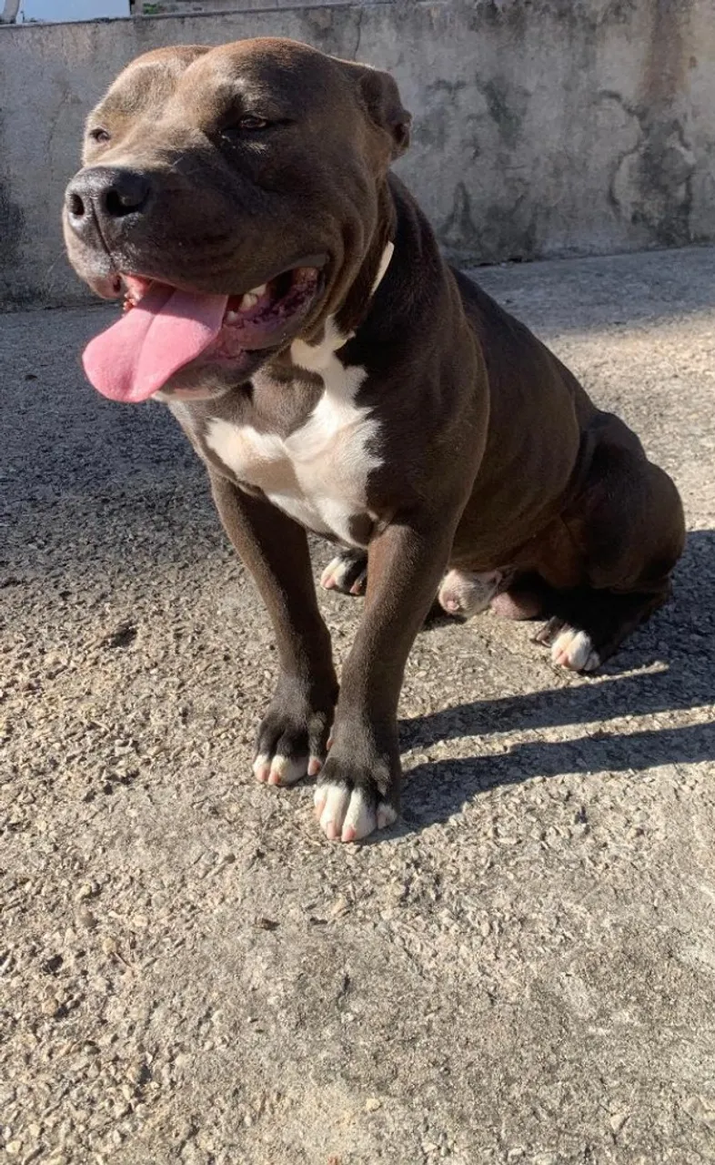 Cachorros
