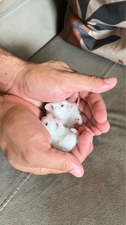 Dois filhotes de hamster 