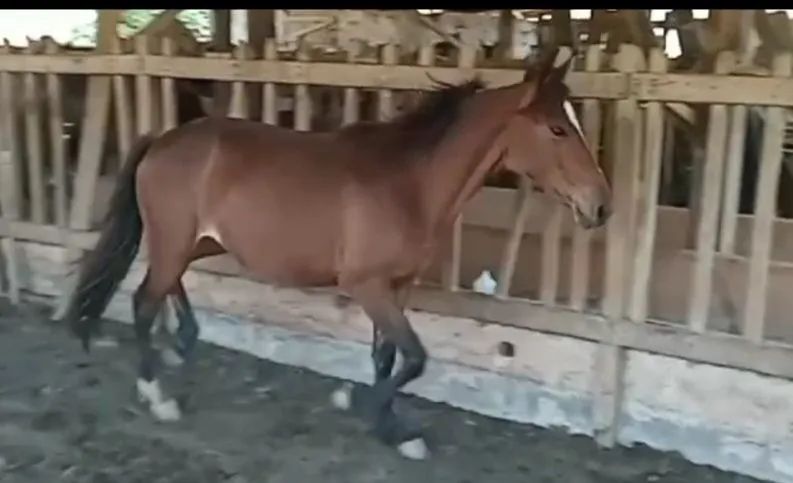 Potro castanho para venda - Foto 2