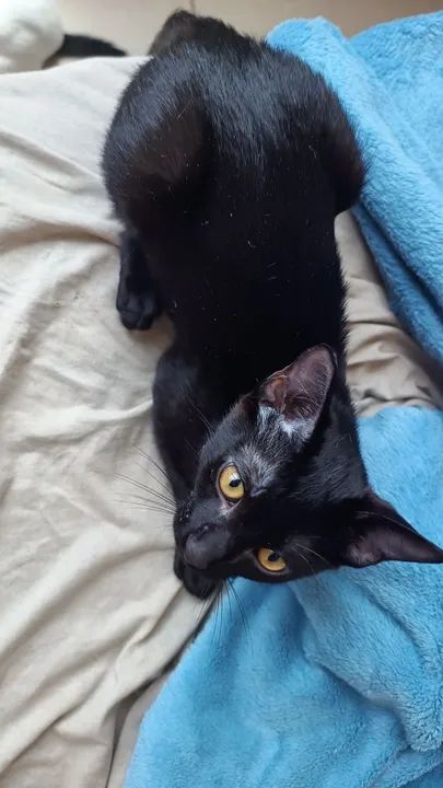 Gato branco e preto disponível para adoção - Foto 2