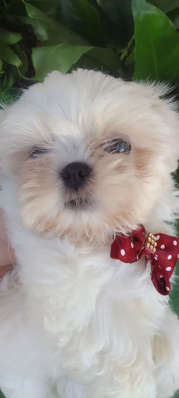 Cachorro Shih Tzu com laço - Foto 5