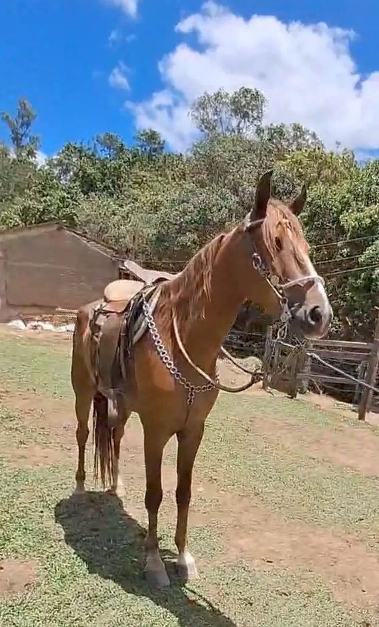 CASTRADO LUXOOOO (Marcha picada) - Foto 3