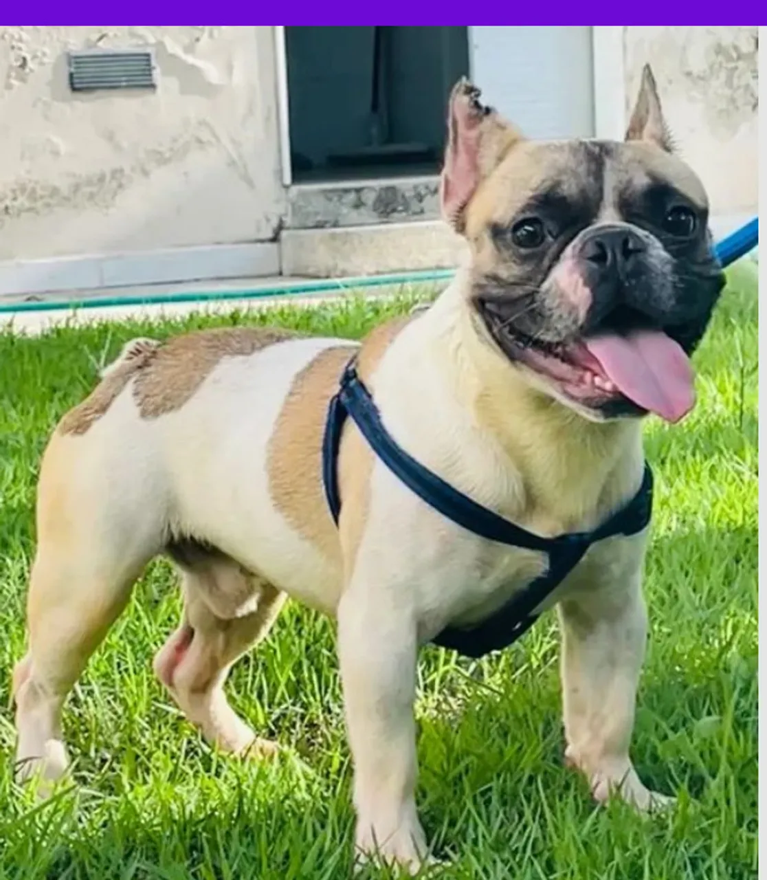 Buldogue francês macho