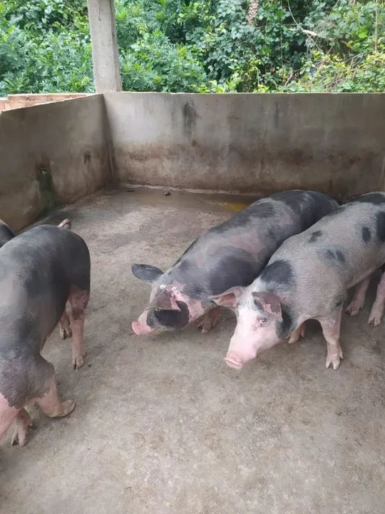 Vendo porcos pra matriz , reprodutor, e engorda  - Foto 6