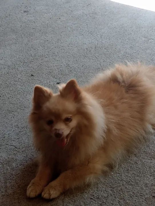 Vendo Spitz Alemão - Foto 2