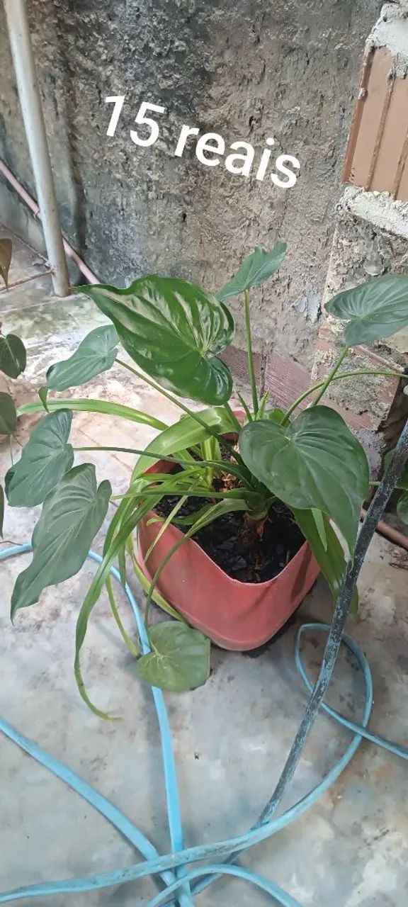 Planta 64315283738498120