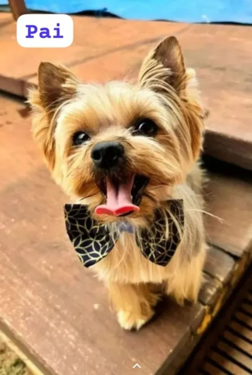 Yorkshire Terrier lindo e charmoso