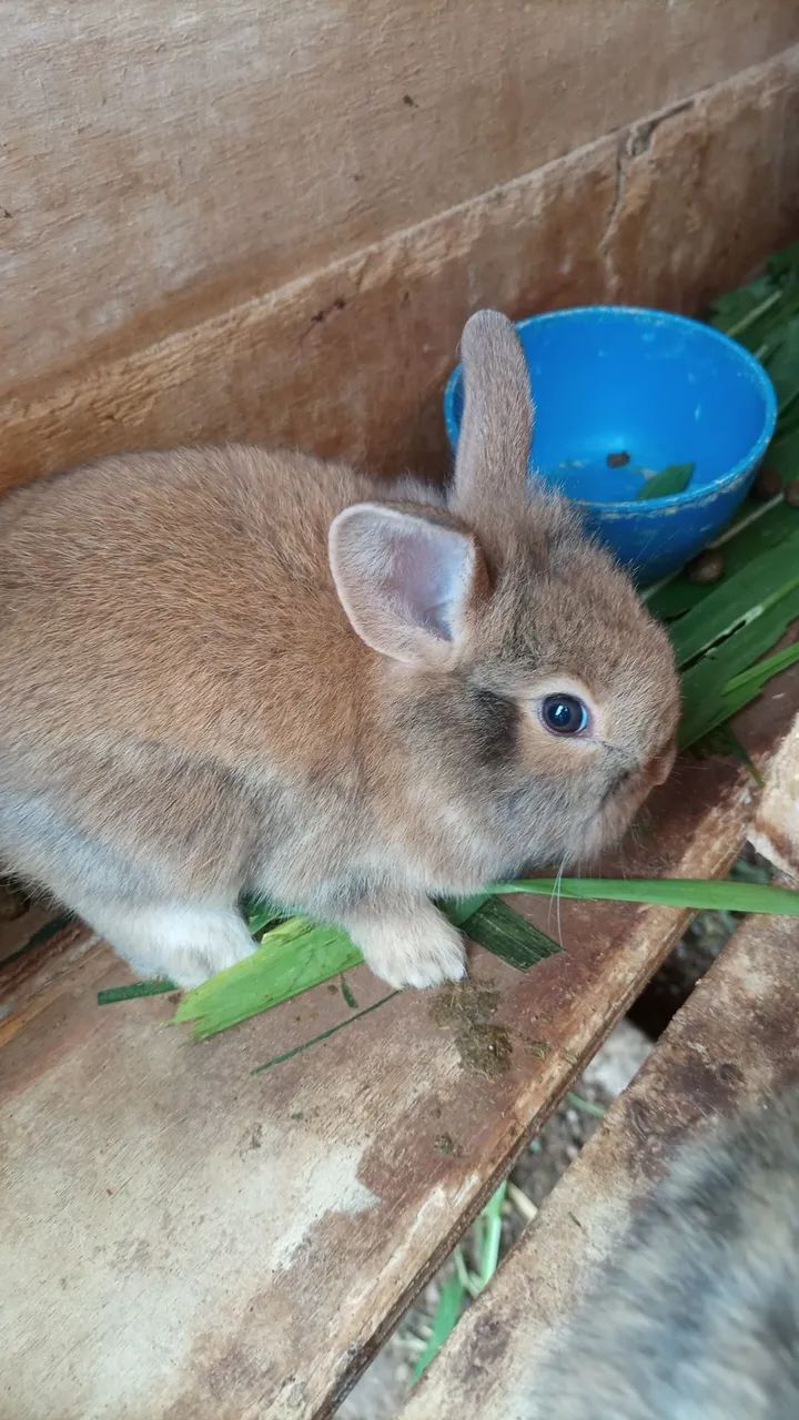 Mini laon 64551629873922124