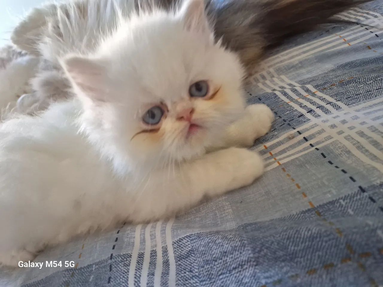 Gatinho Persa Himalaia macho 