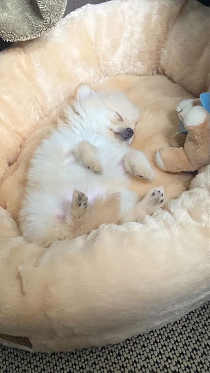 Lulu Pomerânia mestiço 