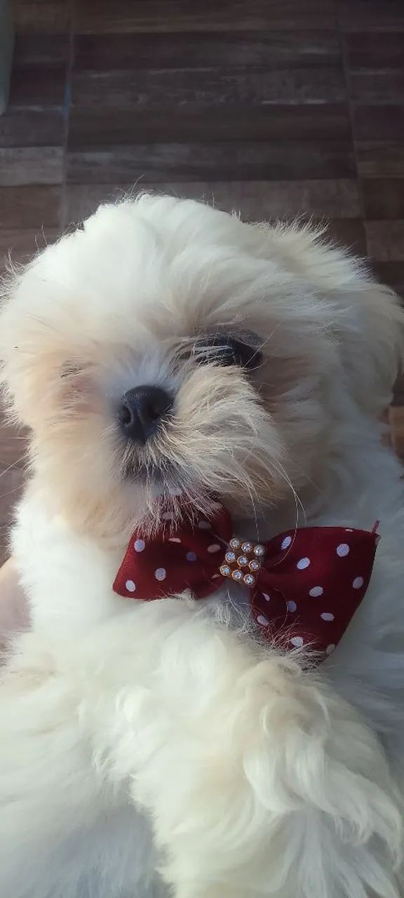 Cachorro Shih Tzu com laço - Foto 3