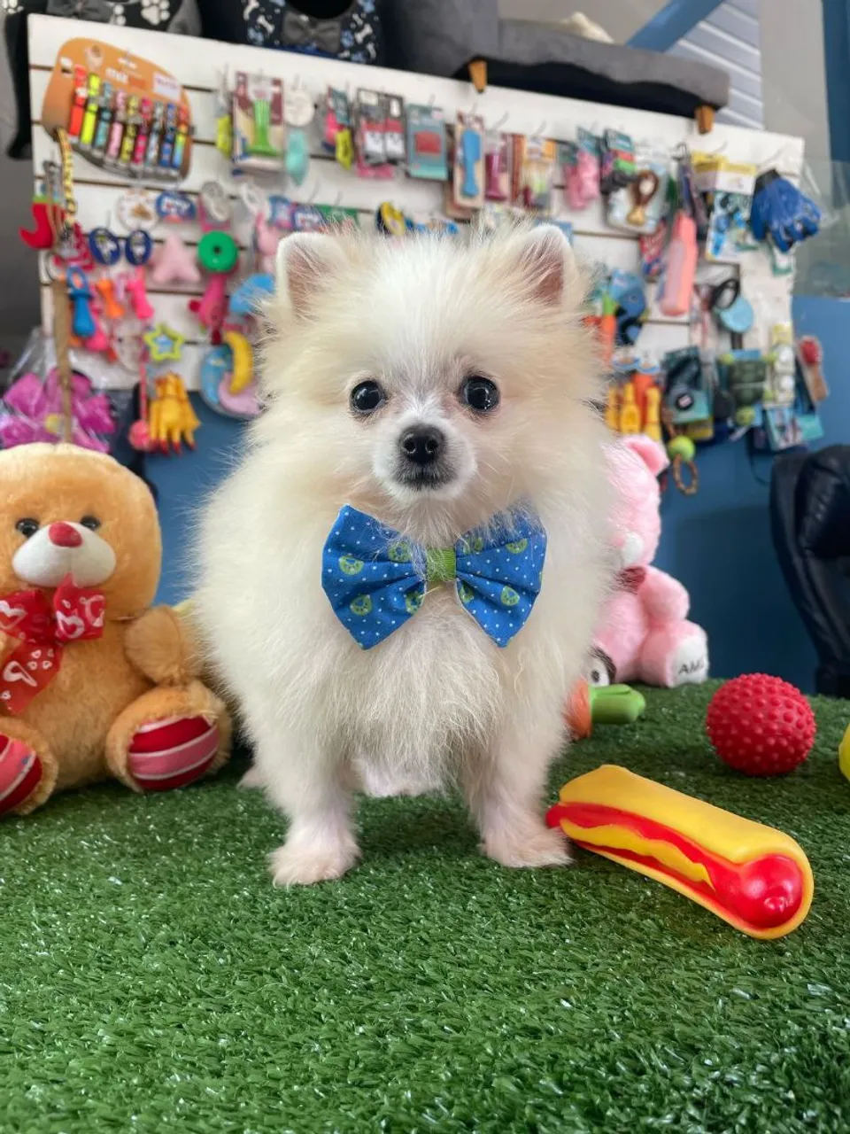 Lindo filhote de Spitz alemão com gravata borboleta