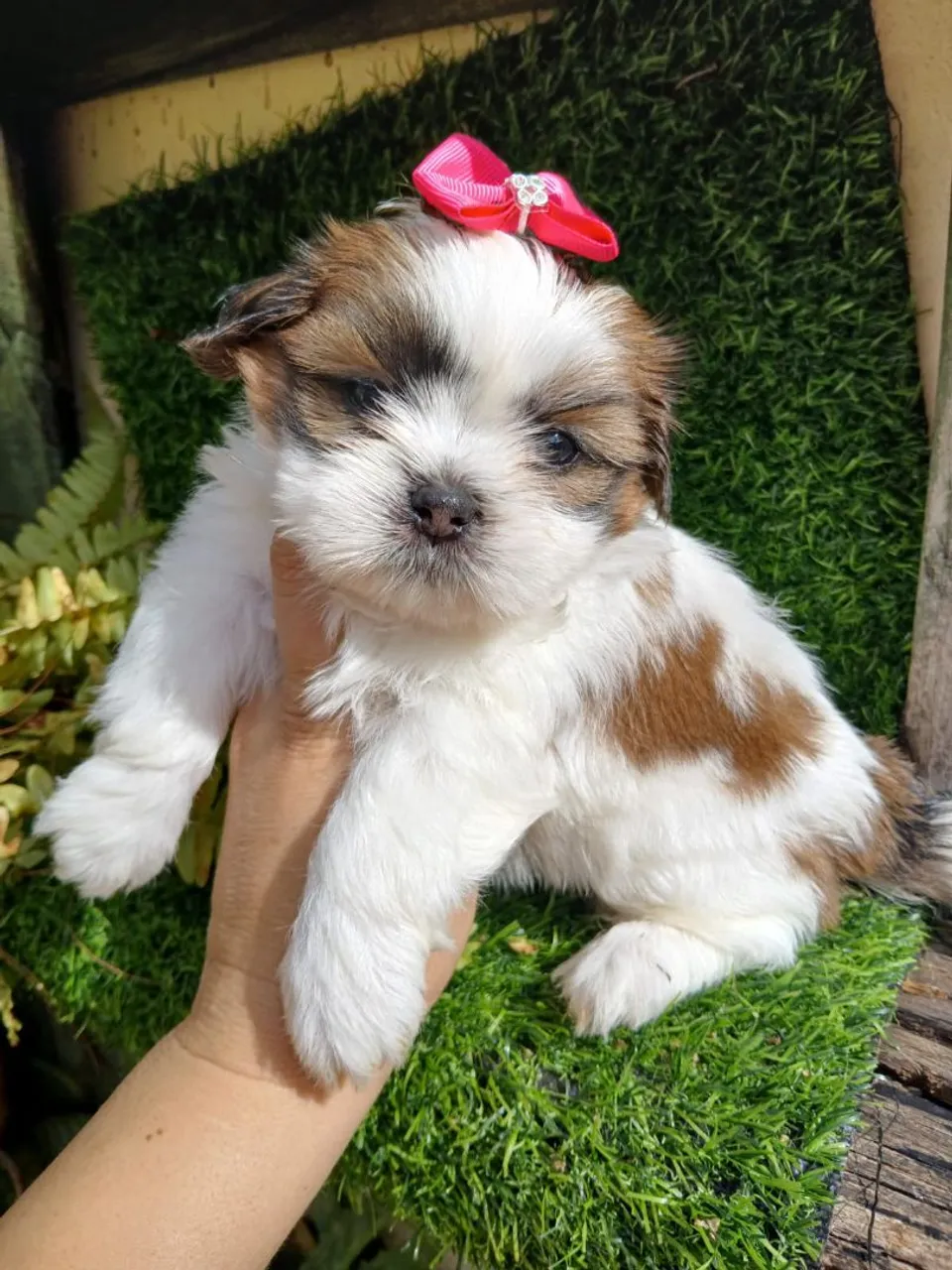Filhote Shih Tzu Fêmea