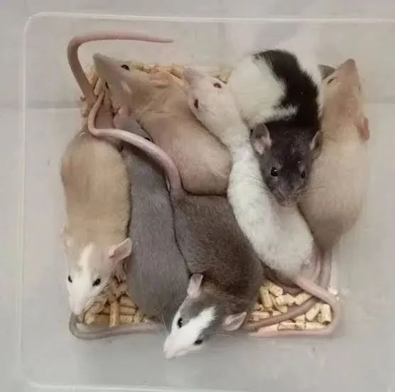 Ratos para Pets - Twister e Neonatos - Foto 4