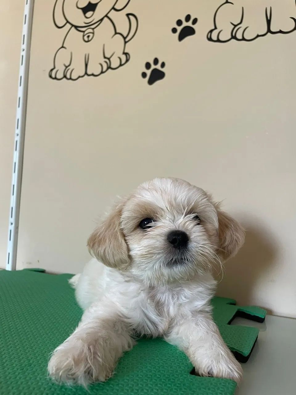 Amáveis filhotes de lhasa Apso , super lindos