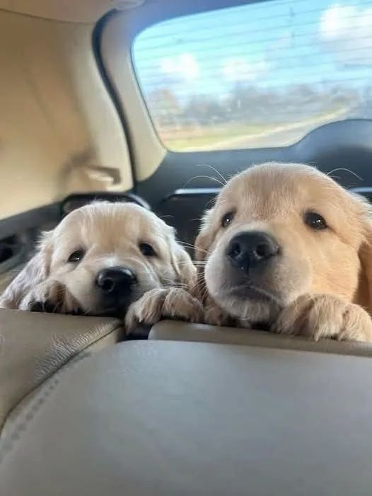 Golden charme capaz de virar amor na hora 