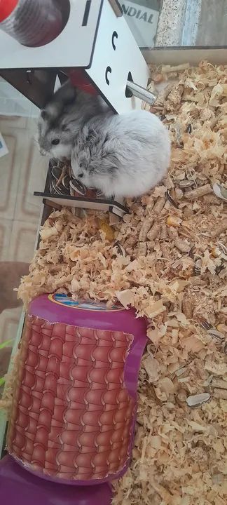 Casinha e dois hamsters  - Foto 6