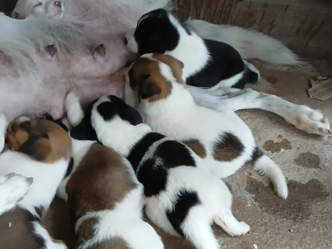 Filhotes de cachorro para doação 