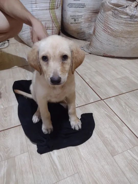 Doação de filhotes 