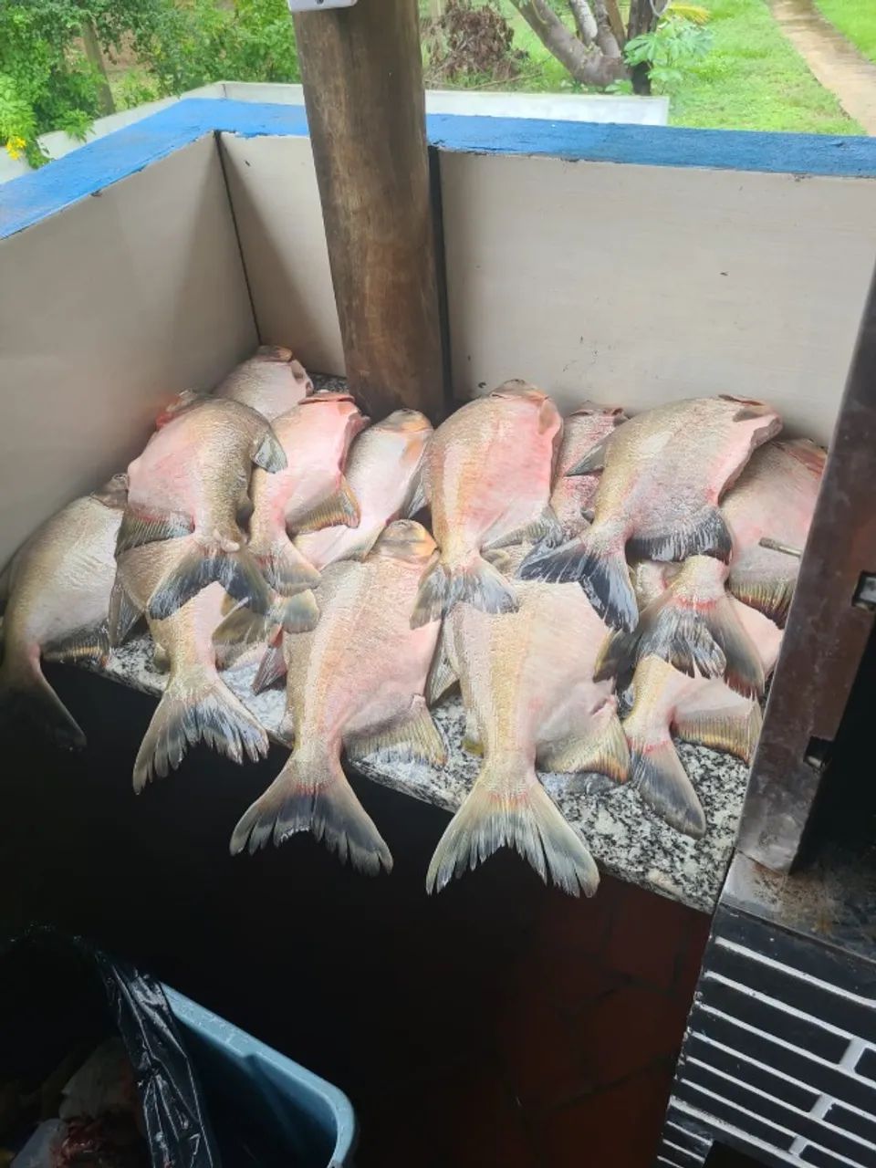 Rancho em Palmeiras na Beira do Rio Aquidauana  - Pesqueiro - Chacara - Foto 6