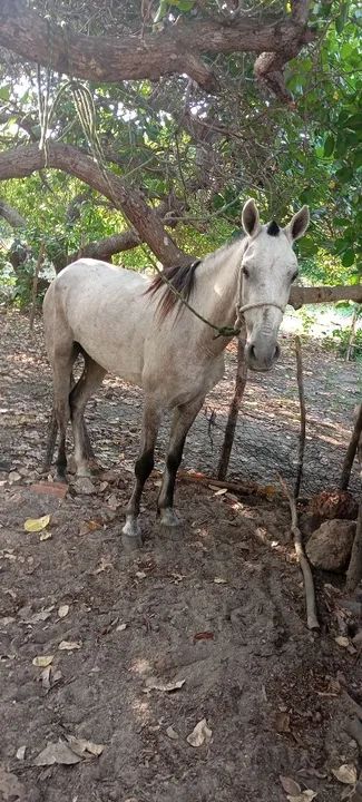 Vende-se cavalo - Foto 2