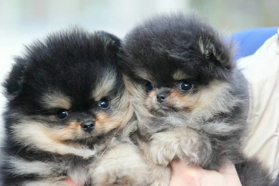 Vendo lindos filhotes de Lulu da pomerania anao