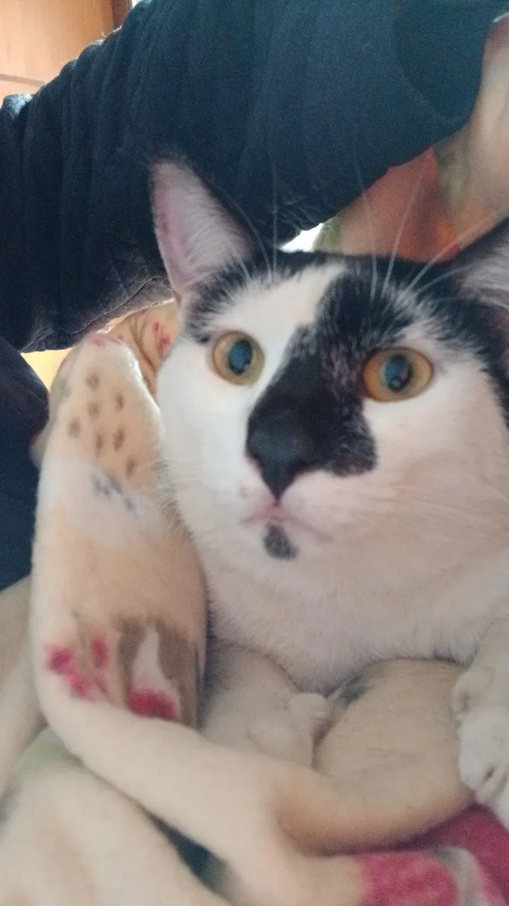 Gatinho macho para adoção