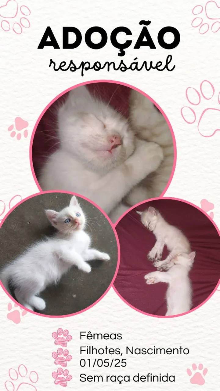 Gatinhas filhotes para adoção responsável