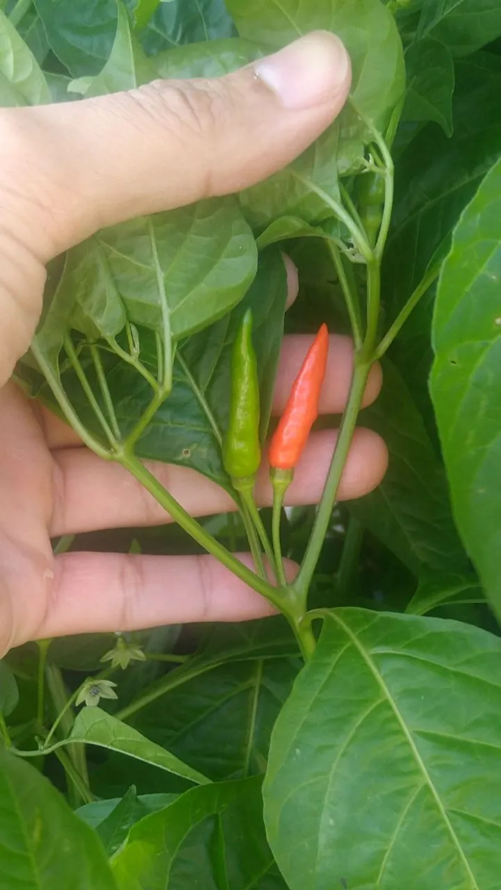 Mudas de Pimenta Malagueta (não faço entregas)