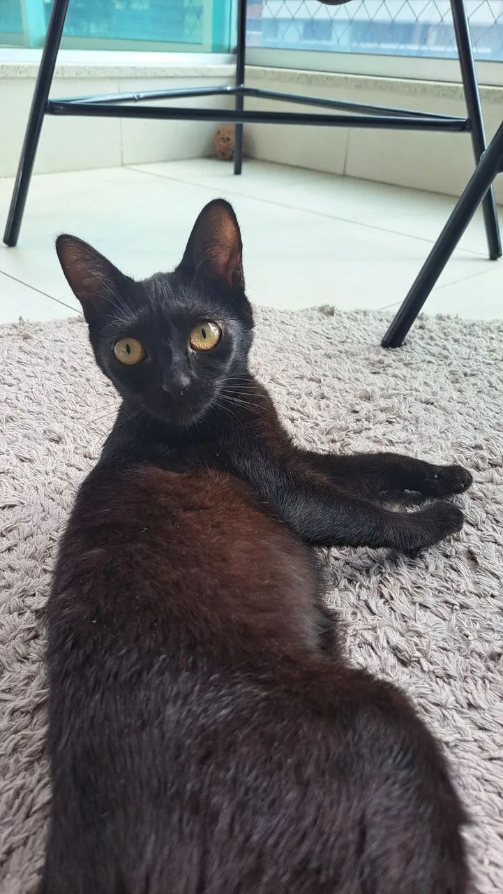 Gatinha Preta carinhosa para Adoção - Foto 4