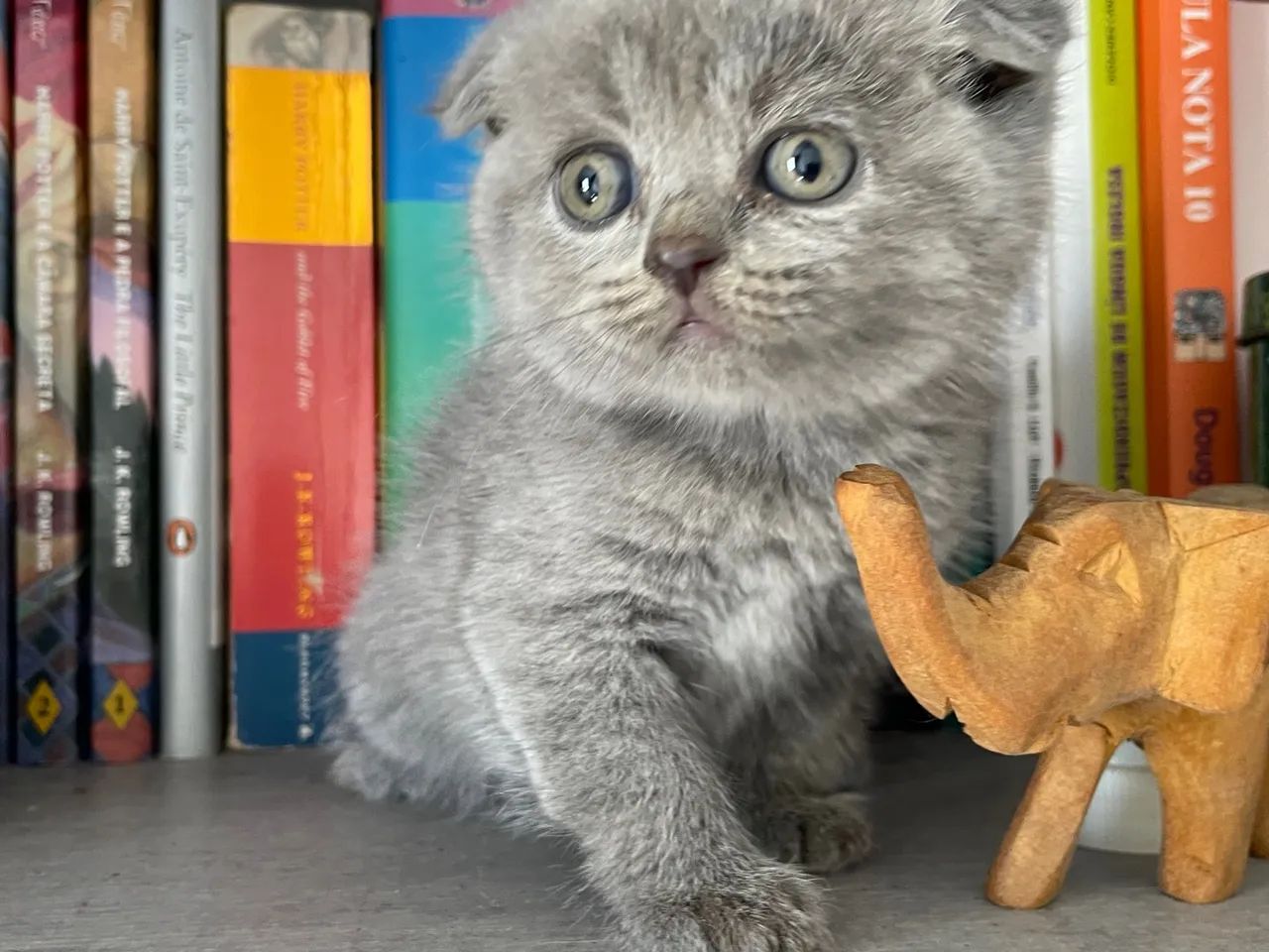 Gatos da raça British Shorthair com pedegree - Foto 4