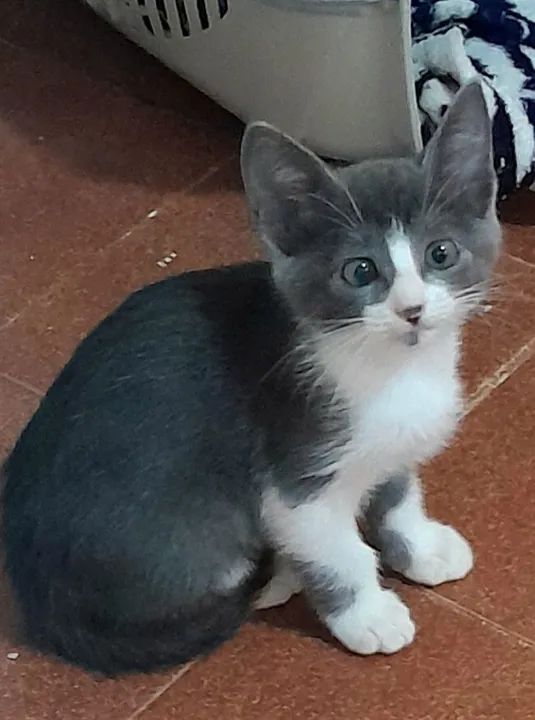 Gatinha cinza e branca para adoção