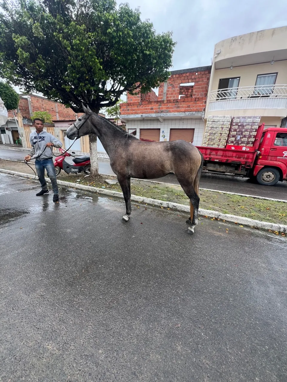 Excelente porda mangalarga Luxo a venda