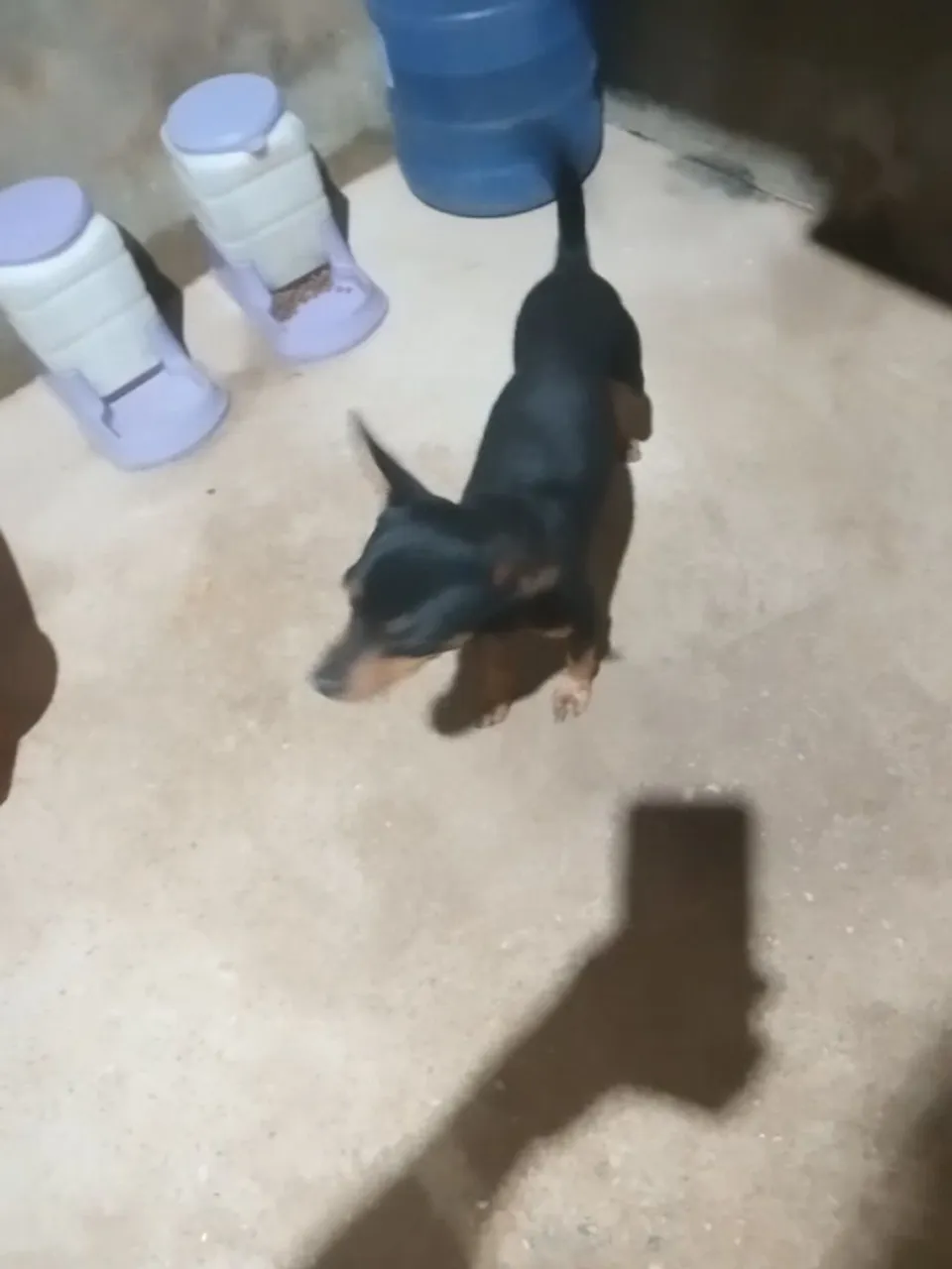 Cachorro Adorável para venda