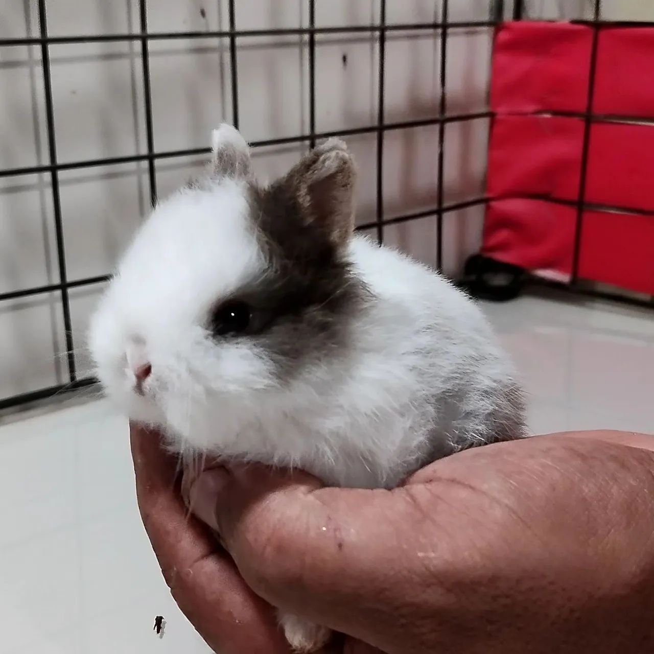 Criatório Roedores e Cia (coelhos anão Netherland disponíveis)