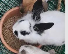 Coelhinho Branco e Preto - Fofo e Brincalhão