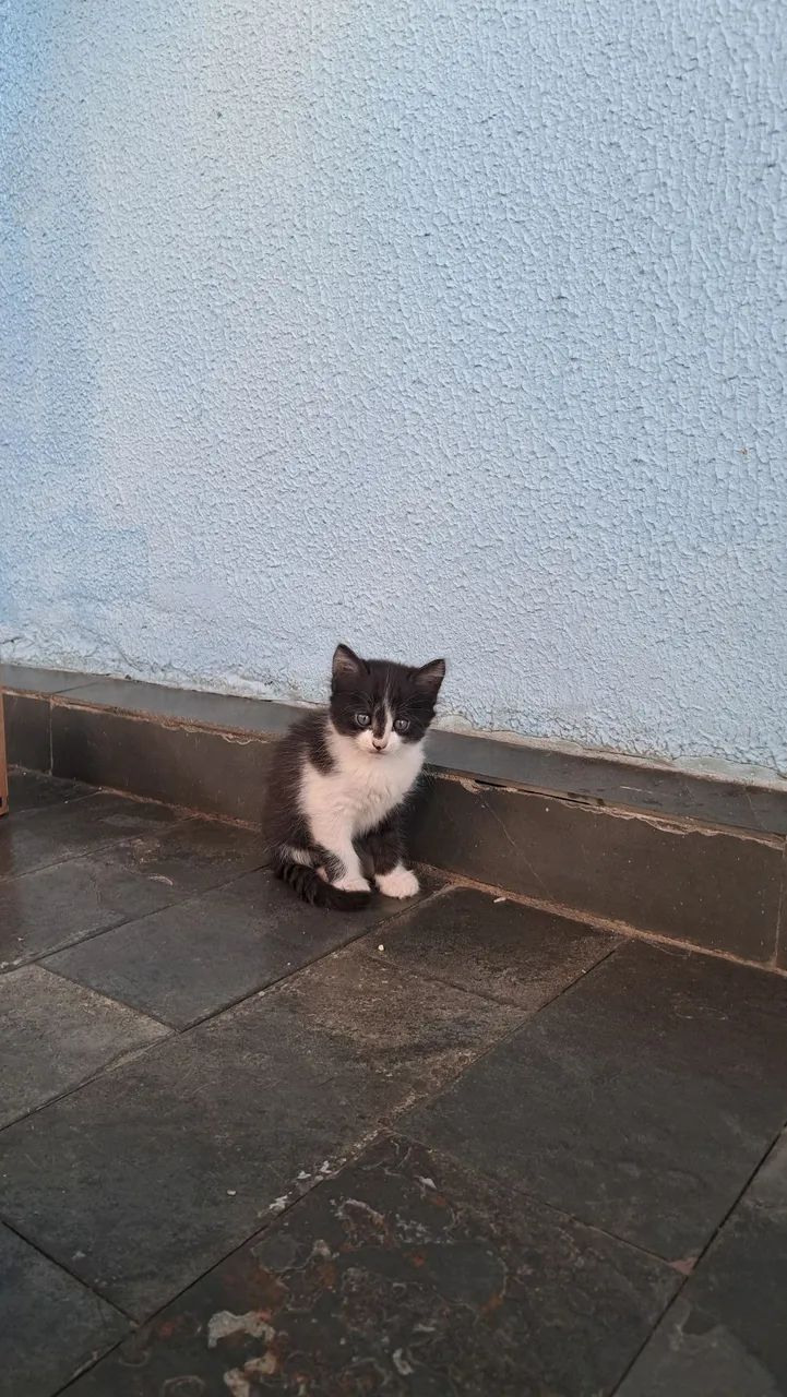 Gatinhos Frajolas para Adoção! - Foto 3